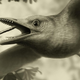 Illustration for article titled A 125-Million-Year-Old Fossil Indicates Birds Lived (And Flew) Like This
